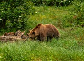 A brown bear in a park in the municipality of Borce in the French Pyrenees